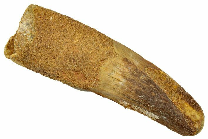 Fossil Spinosaurus Tooth - Real Dinosaur Tooth #329579